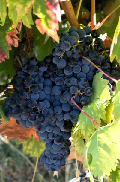 Em agosto, o Alentejo já está carregado de uvas prontas para a colheita | Foto: Giuliana Miranda/Folhapress